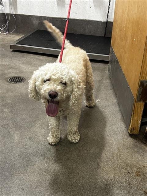 Photo of Teddy, adoptable Maltese in Forestville, Maryland