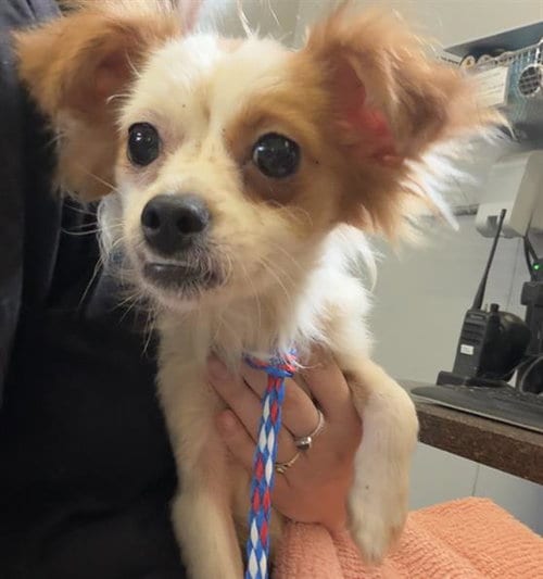 Photo of Jazz, adoptable Chihuahua in Camarillo, California