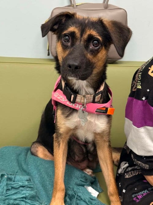 Photo of Hallie (Twitch Litter Mom), adoptable Shepherd in Holly Springs, North Carolina