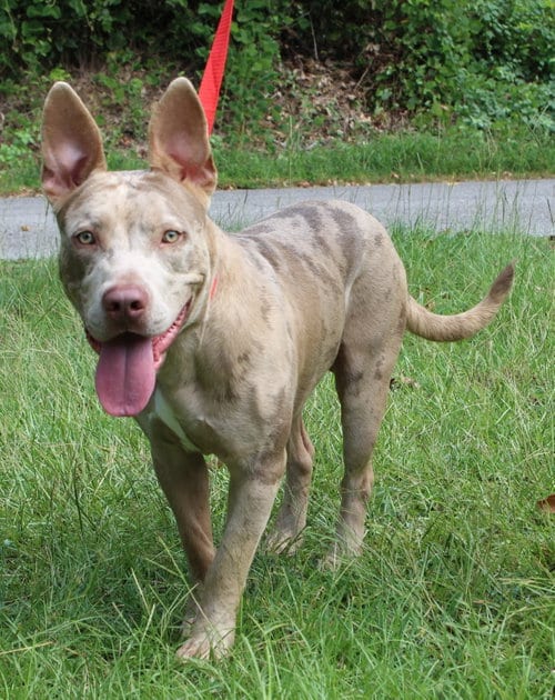 Photo of Patrick 44080, adoptable American Bulldog in Prattville, Alabama