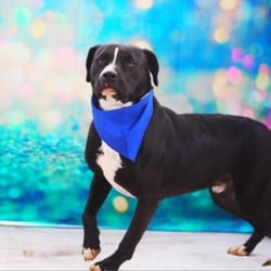 Photo of Bravo JuM, adoptable American Bulldog Labrador Retriever in Hartford, Connecticut