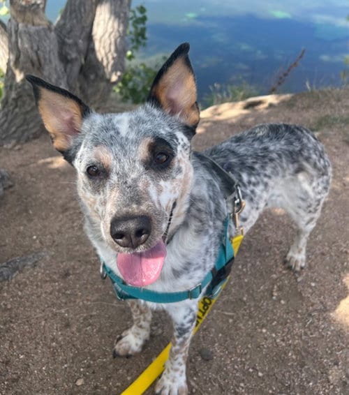 Photo of Nina, adoptable Australian Cattle Dog/Blue Heeler in Brighton, Colorado
