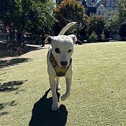 Photo of Rhiannon, adoptable Boxer Mixed Breed (Medium) in Washington, District of Columbia