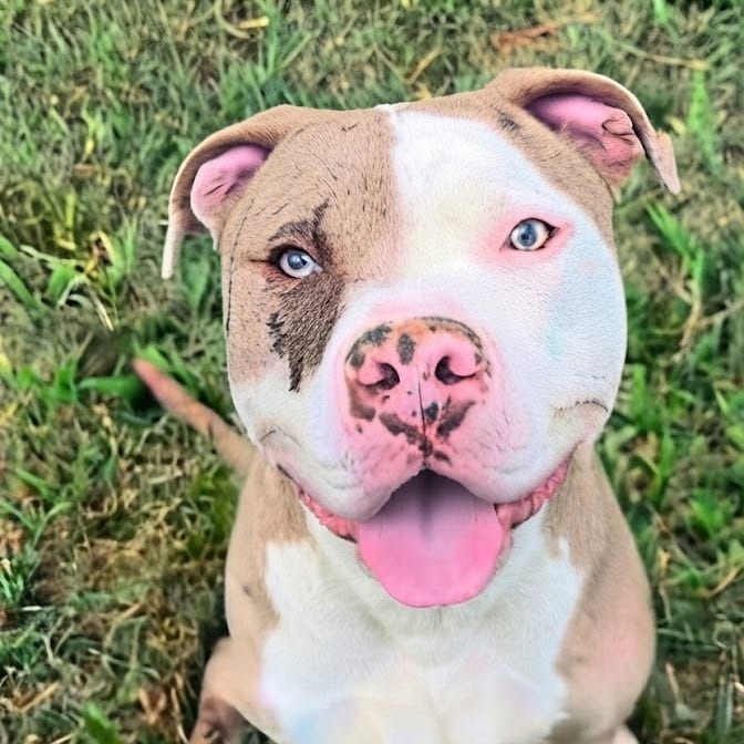 Photo of Czech, adoptable Terrier, American Pit Bull in York, Pennsylvania