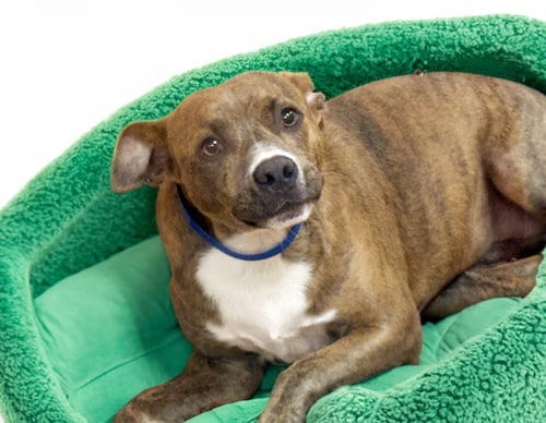 Photo of Zeke, adoptable Labrador Retriever in Ft Lauderdale, Florida