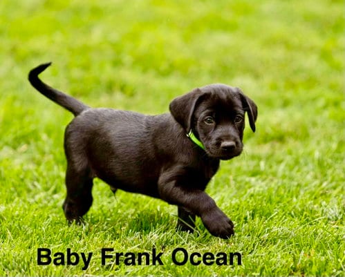 Photo of Baby Frank Ocean, adoptable Labrador Retriever in Sandy, Utah