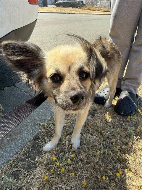 Photo of Honeydew, adoptable Chihuahua in Fairfield, California