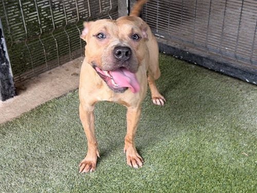 Photo of Chim-Chim, adoptable Pit Bull Terrier in Garland, Texas