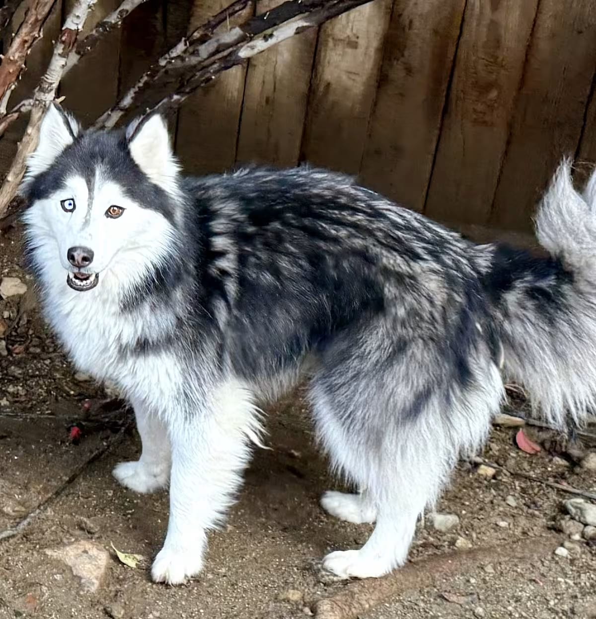 Photo of Stella, adoptable Siberian Husky/Alaskan Malamute in Beaverton, Oregon