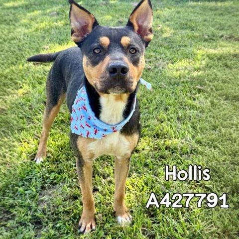 Photo of Hollis, adoptable Australian Kelpie in Conroe, Texas