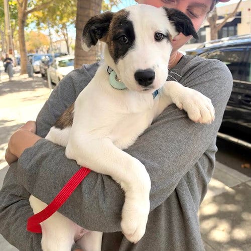 Photo of Scout, adoptable American Pit Bull Terrier in Oakland, California