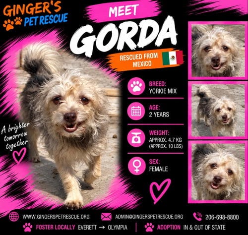 Photo of Gorda From Mexico, adoptable Yorkshire Terrier Yorkie in Federal Way, Washington