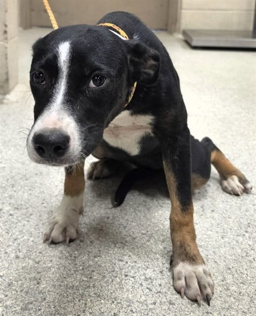 Photo of Zuzu, adoptable Pit Bull Terrier in Conroe, Texas