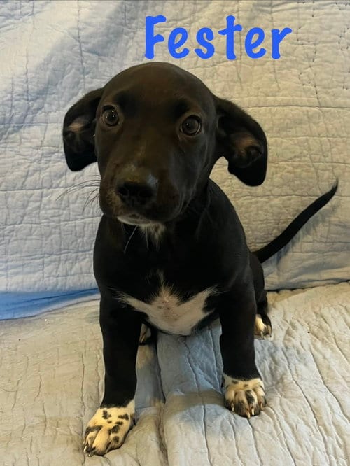 Photo of Fester, adoptable Dachshund in Pipe Creek, Texas