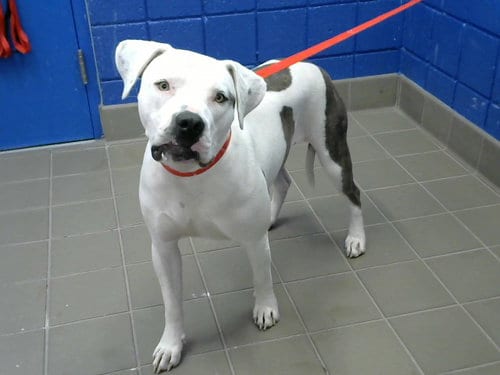 Photo of Ella, adoptable Pit Bull Terrier in Albuquerque, New Mexico