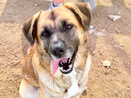 Photo of Ranchera, adoptable dog in Georgetown, Texas