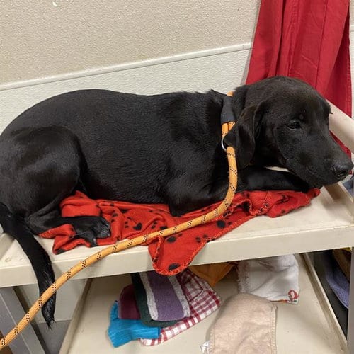 Photo of A614858, adoptable Labrador Retriever in Modesto, California
