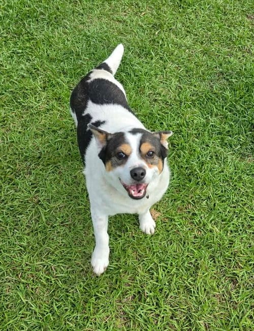 Photo of JP, adoptable Corgi in Stephens City, Virginia