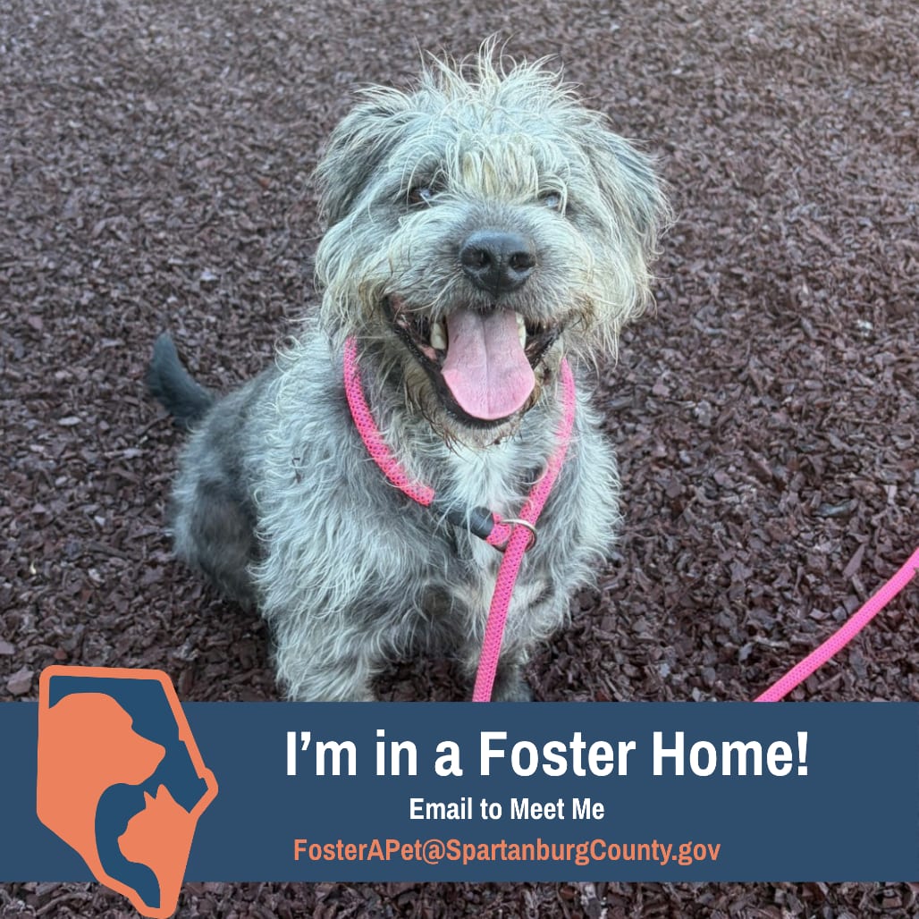 Photo of Frankie ♥, adoptable Schnauzer in Spartanburg, South Carolina