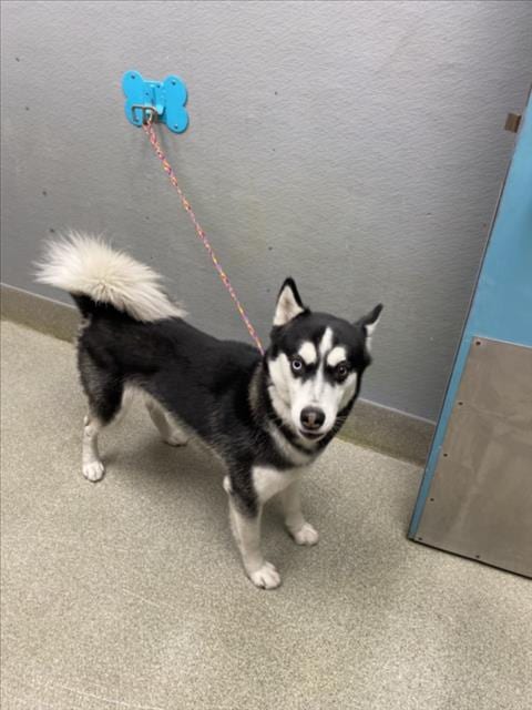 Photo of Blanco, adoptable Siberian Husky in Las Vegas, Nevada