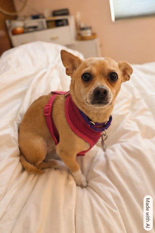 Photo of Marnie, adoptable Chihuahua in San Francisco, California