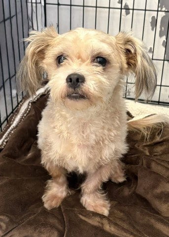 Photo of Dewy, adoptable Terrier in Redlands, California