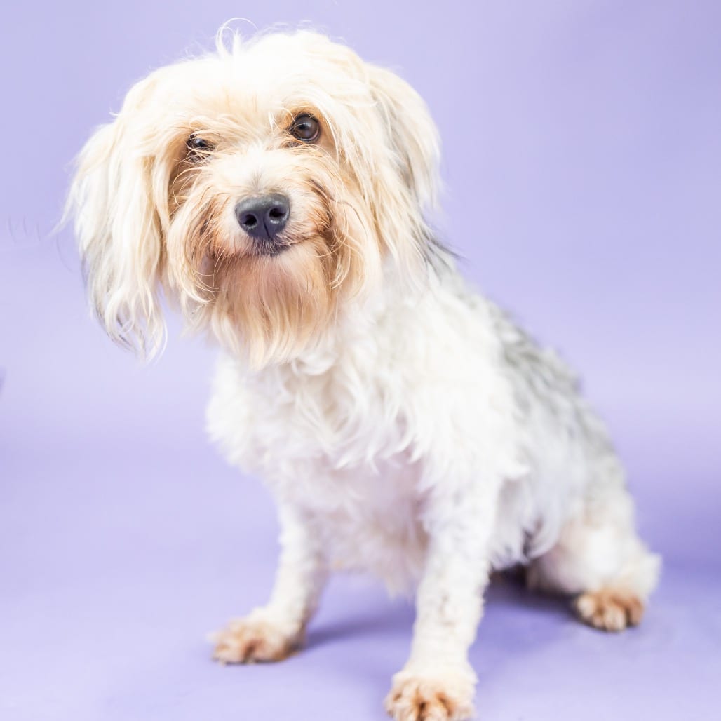Photo of Spring, adoptable Terrier in Portland, Oregon