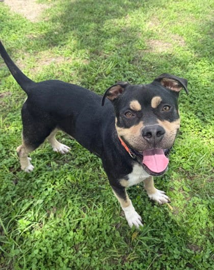 Photo of Hershey, adoptable Rottweiler in Inverness, Florida