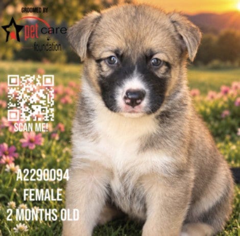 Photo of Orange Bang, adoptable German Shepherd Dog in Los Angeles, California