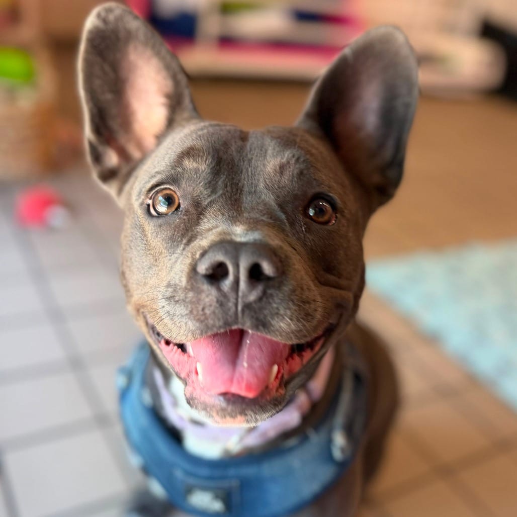 Photo of Dewey, adoptable Bulldog, French / Terrier in Whitestone, New York