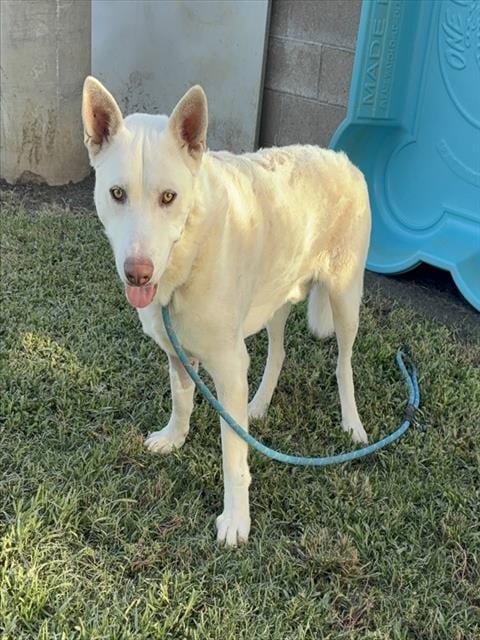 Photo of Ash, adoptable German Shepherd Dog in Riverside, California