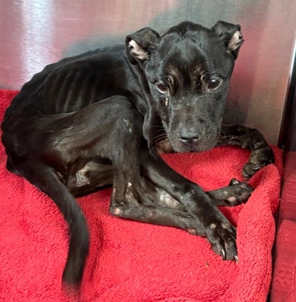 Photo of Smithfield, adoptable dog in Chamblee, Georgia
