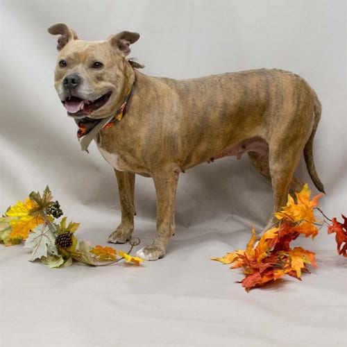 Photo of Dixie, adoptable Terrier in Sanford, Florida