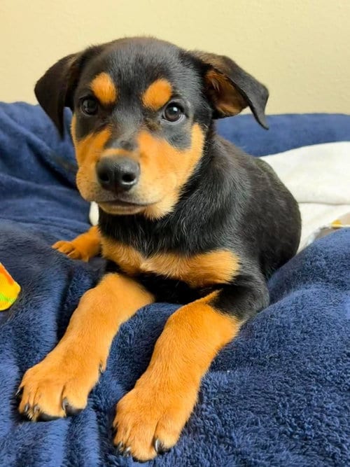Photo of Rose, adoptable Rottweiler in Rockwall, Texas