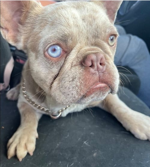 Photo of Chencho, adoptable French Bulldog in Santa Maria, California