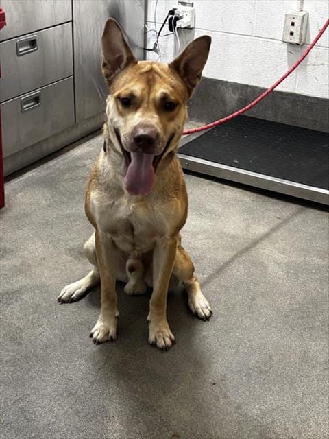 Photo of Roman, adoptable Siberian Husky in Forestville, Maryland