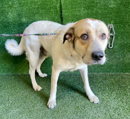 Photo of Simon, adoptable Queensland Heeler in Lancaster, California