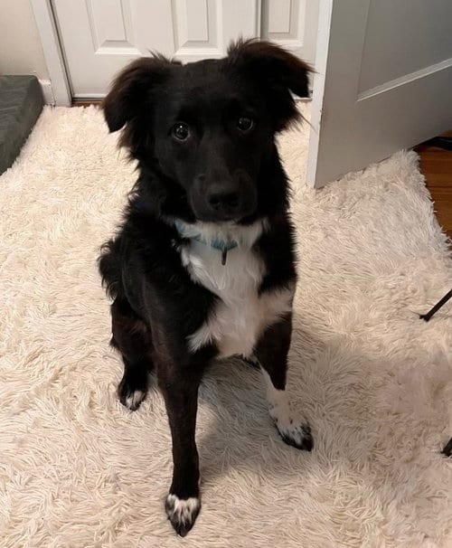 Photo of Will, adoptable Border Collie in Westminster, Maryland