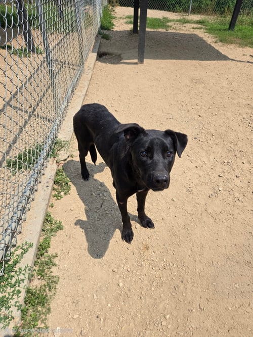 Photo of Jax, adoptable Black Labrador Retriever in Maquoketa, Iowa