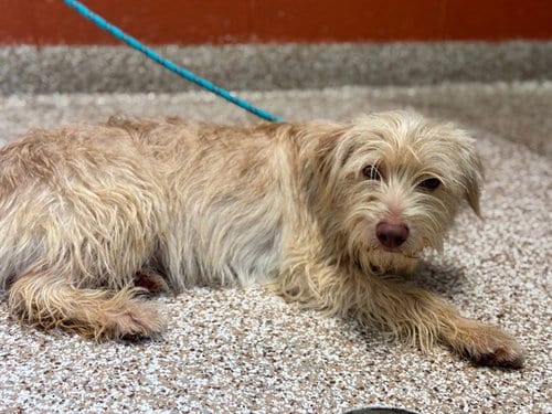 Photo of Cameron, adoptable Terrier in Pueblo, Colorado