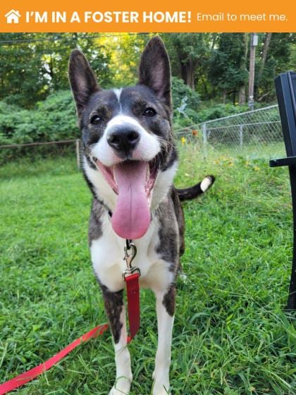Photo of Fortress, adoptable dog in Baltimore, Maryland
