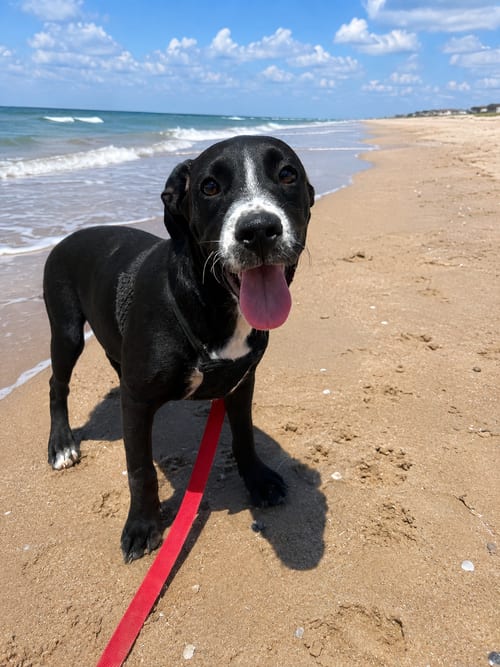 Photo of Georgia, adoptable American Bulldog in Pipe Creek, Texas