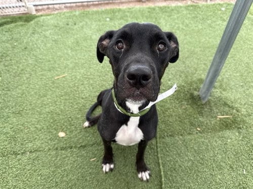 Photo of Espresso, adoptable American Pit Bull Terrier in Phoenix, Arizona