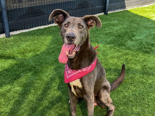 Photo of Moose, adoptable Great Dane in Orange, California