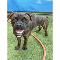 Photo of Rocky, adoptable Boxer in Doral, Florida