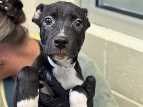 Photo of Columba, adoptable Pit Bull Terrier in Pueblo, Colorado