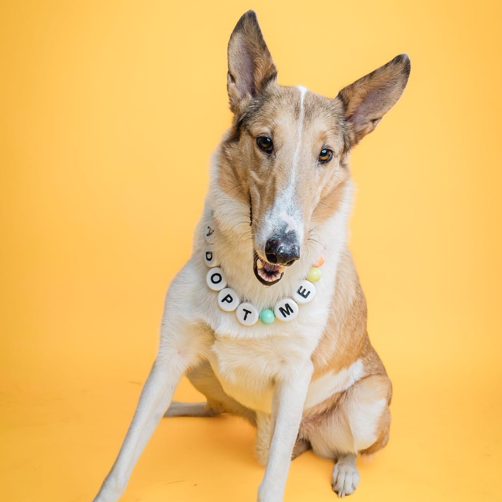 Photo of Lady, adoptable Collie, Smooth / Mix in Boonville, Missouri
