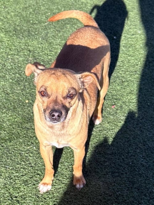 Photo of Gus, adoptable Chihuahua in La Verne, California