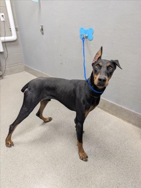 Photo of Togo, adoptable Doberman Pinscher in Las Vegas, Nevada