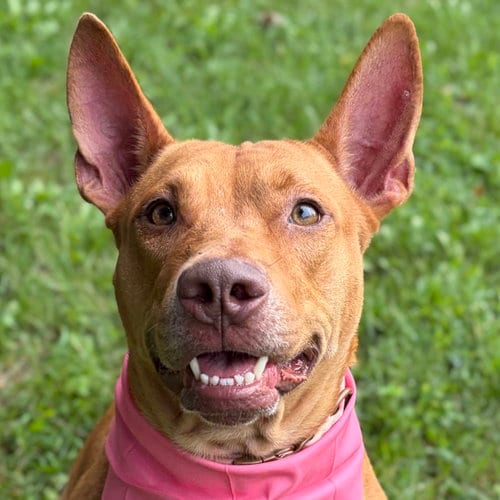 Photo of Gwaltney, adoptable Pit Bull Terrier in Jefferson, Wisconsin